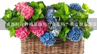 成都鲜花种植基地有百合花吗？我女朋友想看到一大片的百合花