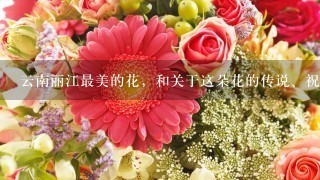 云南丽江最美的花，和关于这朵花的传说、祝福？