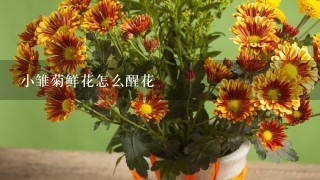 小雏菊鲜花怎么醒花