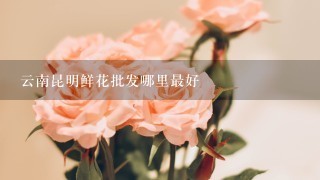 云南昆明鲜花批发哪里最好