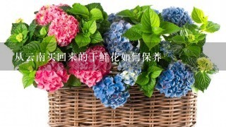 从云南买回来的干鲜花如何保养