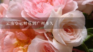 云南空运鲜花到广州多久