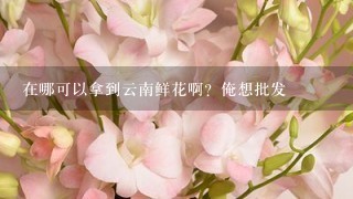 在哪可以拿到云南鲜花啊？俺想批发