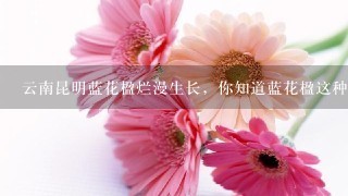 云南昆明蓝花楹烂漫生长，你知道蓝花楹这种花吗？