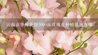 云南嘉华鲜花饼3000亩玫瑰花种植基地在哪，我在网上查了查大概在曲靖市马龙县，求具体位置，要离昆明