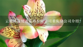 云南鲜花使者花卉有限公司重庆分公司介绍？