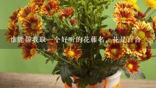 谁能帮我取一个好听的花藤名，花是百合