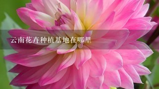 云南花卉种植基地在哪里