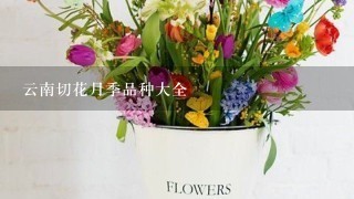 云南切花月季品种大全