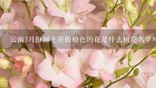 云南3月份树上开的粉色的花是什么树花名字叫啥