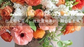 红花藤本花卉，既能盆栽养护，阳台也能入手，是真的