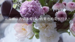 云南丽江古镇木府门口的紫色的花叫什么？