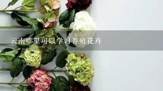 云南哪里可以学习养殖花卉