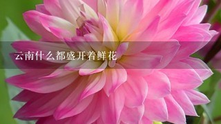 云南什么都盛开着鲜花