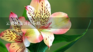 云南鲜花饼的介绍