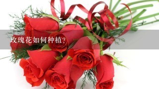 玫瑰花如何种植？