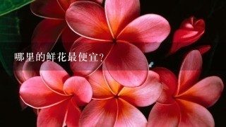 哪里的鲜花最便宜？