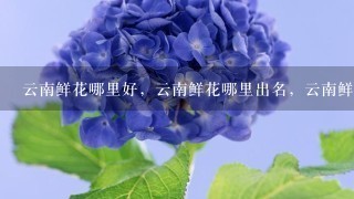 云南鲜花哪里好，云南鲜花哪里出名，云南鲜花哪里可以买得到。