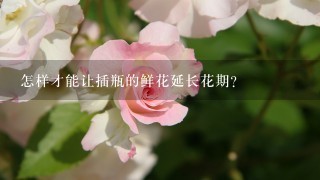 怎样才能让插瓶的鲜花延长花期？