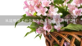 从昆明带了百合和变色龙花,怎么养啊~急!!