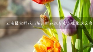 云南最大鲜花市场，鲜花论斤卖，哪来这么多鲜花？