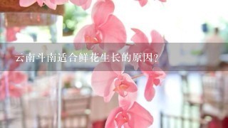 云南斗南适合鲜花生长的原因？