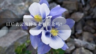 以后去云南种花卖有前途吗？