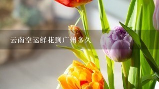 云南空运鲜花到广州多久