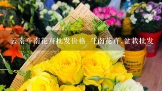 云南斗南花卉批发价格 斗南花卉,盆栽批发