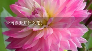 云南春天开什么花？