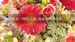 泡泡花是一种什么花 泡泡花植物介绍