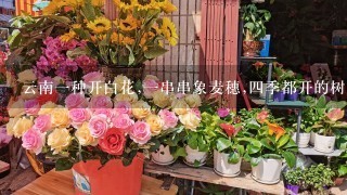 云南一种开白花,一串串象麦穗,四季都开的树是什么？