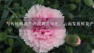 与传统鲜花生产国荷兰相比，云南发展鲜花产业最大的优势是( )