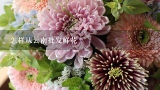 怎样从云南批发鲜花