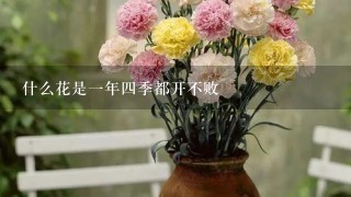 什么花是一年四季都开不败