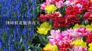 绣球鲜花能养几天