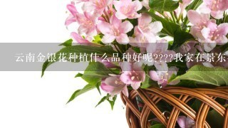 云南金银花种植什么品种好呢????我家在景东县(懂报村)