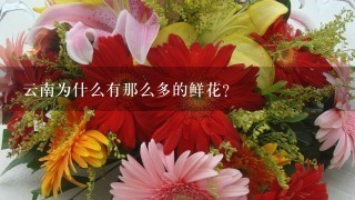 云南为什么有那么多的鲜花？