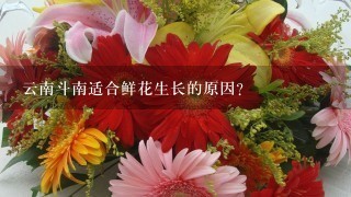 云南斗南适合鲜花生长的原因？