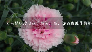 云南昆明玫瑰花价持续走高，导致玫瑰花价格上涨的原