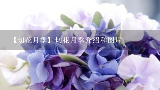 【切花月季】切花月季介绍和图片