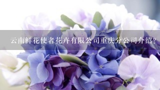 云南鲜花使者花卉有限公司重庆分公司介绍？