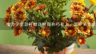 魔力学堂怎样赠送鲜花和巧克力，怎样采集水果和蘑菇