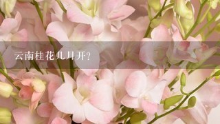 云南桂花几月开？