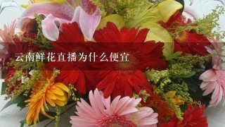 云南鲜花直播为什么便宜