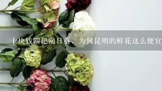 十块钱四把向日葵，为何昆明的鲜花这么便宜？