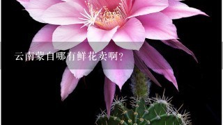 云南蒙自哪有鲜花卖啊？