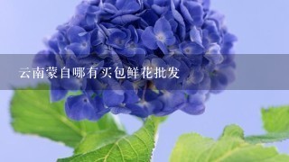 云南蒙自哪有买包鲜花批发