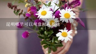 昆明哪里可以观赏鲜花基地