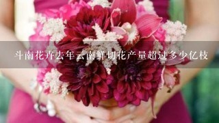 斗南花卉去年云南鲜切花产量超过多少亿枝